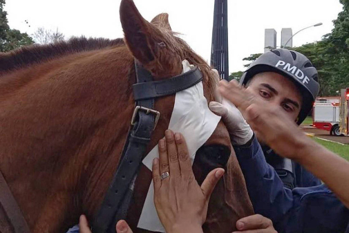 ONG Animais / Instagram