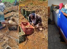 Fiscalização resgata 76 trabalhadores escravizados em fazenda de alho em MG