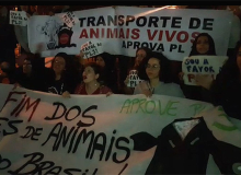Pela proibição de embarque de gado, manifestantes protestam contra deputados