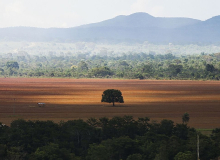 Dia do Cerrado: Agroecologia é essencial para preservar e restaurar o bioma