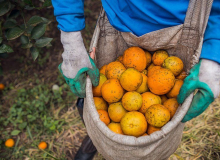 Em plena pandemia, Cutrale demite trabalhadoras grávidas e suspende vale-alimentação