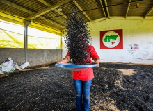 Famílias do MST colhem 4 mil quilos de feijão orgânico para doação no Paraná