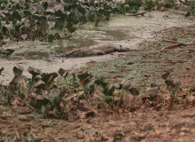 Deputados vão ao STF cobrar medidas para combate às queimadas no Pantanal