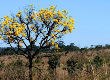 Agropecuária é responsável por 98,8% do desmatamento no Cerrado, aponta estudo
