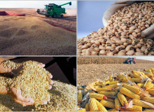 Produção para exportação: soja e milho representam 88% da safra brasileira
