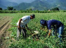 MST não depende de fertilizantes para produzir 15 mil toneladas de arroz