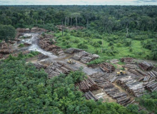 360 km² da floresta Amazônica foram desmatadas só em janeiro de 2022
