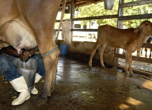 Governo ignora lei que prevê medidas de socorro a agricultores familiares