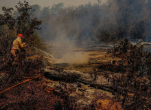 Queimadas já atingiram mais de 12% do Pantanal