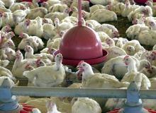 Sauditas suspendem compra de frango brasileiro e milhares podem perder emprego