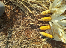 Agricultores exigem ações contra estiagem no Rio Grande do Sul