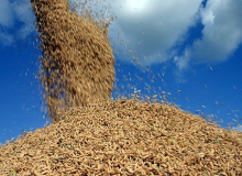 Como o MST consegue vender arroz a um preço justo em meio à alta do valor?