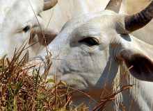 Após caso de 'vaca louca', Brasil suspende venda de carne à China